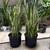 Snake Plant - Home Grown care (Yellow and Green) 3 thumbnail
