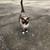 Siamese Mix 2 thumbnail