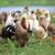 Chickens, Rabbits, Sheep, Ducks, Pig, Goat, Guinea 5 thumbnail