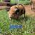 Kune Kune Piglets 3 thumbnail
