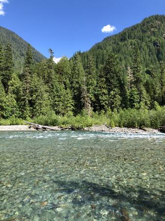 Looking for young native trees/plants 1