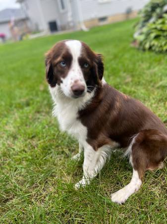 Hembra de 1 año, Aussie doodle, $30063905443176578123