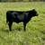 3yo beef Cow/calf pair, gentle 100% grass fed 9 thumbnail