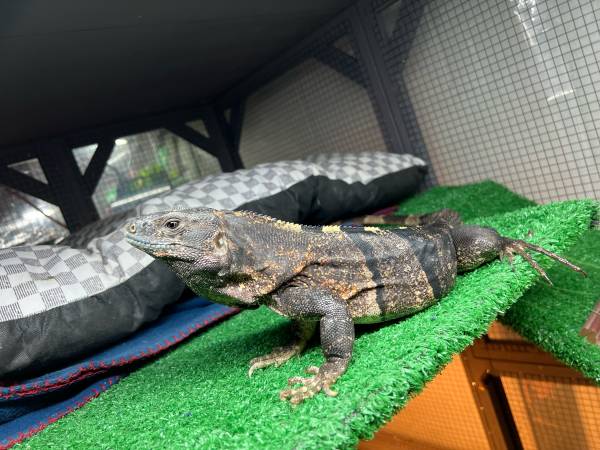 Female Spiny Tailed Iguana 1
