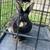 Mini rex rabbit 2 thumbnail