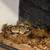 7 year old ball python w/ 40 g front opening tank 1 thumbnail