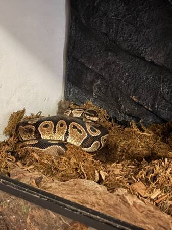 7 year old ball python w/ 40 g front opening tank 1