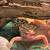 Ball python and leopard geckos needing new home. 4 thumbnail