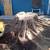 STUMP GRINDING & Surface Roots Removal by Brad Frederick's LLC 3 thumbnail