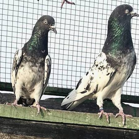 I’m looking for Pakistani or Iranians pigeons for sale 1