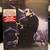 Joe Bonamassa DVD - Live from the Royal Albert Hall 1 thumbnail
