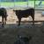 Beef heifers 1 thumbnail