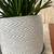 House Plant - Spear Plant 2 thumbnail