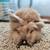 Pedigreed Teddywidder rabbits 4 thumbnail