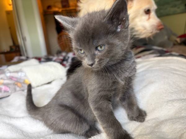 Kittens Needing a Good Home (Sedona and Surrounding)