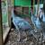 Turkey poultry 3 thumbnail
