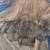 7 week Cane Corso pups 20 thumbnail