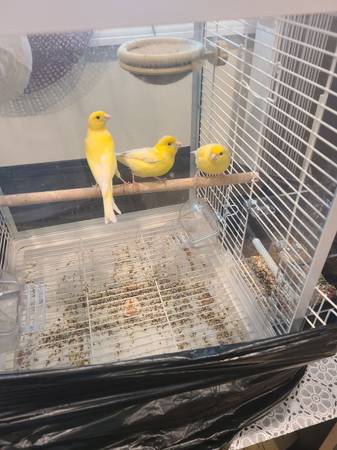 Russian canary for sale 1