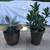 Flap Jack, zebra plant succulents & jade in 2 pretty clay pots 1 thumbnail