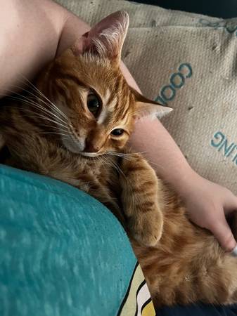 6 month old orange tabby cat (Brownville)63948542945667122