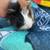 Guinea Pig 2 thumbnail