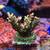 Coral SPS Frags & Mini Colonies - WYSIWYG - Acros, Montis !! 9 thumbnail