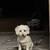 Poodle mix rehome 2 thumbnail