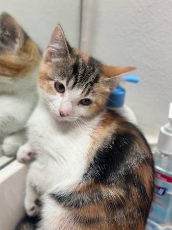 4 month old female kitten 1