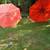 Umbrella-Patio-Orange-8ft Wide 4 thumbnail