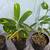 Indoor Plants – Vibrant & Thriving 1 thumbnail