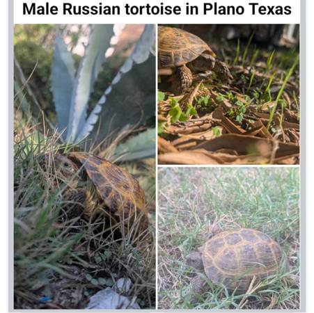 Russian tortoise 1