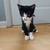 5 month old kitten 2 thumbnail