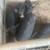 American guinea hogs 2 thumbnail