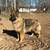 German shepherds 1 thumbnail
