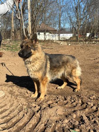 German shepherds 1