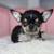 Male Chihuahua puppies 2 thumbnail