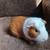 Male Guinea Pig 2 thumbnail
