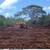 Professional Land BULLDOZING - EXCAVATION, D-9 CATERPILLAR 3 thumbnail
