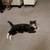 Calico and American Shorthair/Tabby mix 1 thumbnail