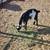 Pygmy Goats for sale 4 thumbnail