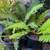 🌿 Sword Ferns - Clumping 4 thumbnail
