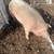 Pigs 5 thumbnail