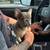 French bulldog puppies 14 thumbnail