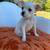 Frenchie and Chihuahua Puppies 9 thumbnail