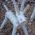 Birch wood deer outdoor/indoor made this year. $30 to $40 each 5 thumbnail