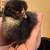 Olive Egger & BYM chicks ($3 EACH) available for pickup today 2 thumbnail