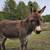 Mini Donkey 2 thumbnail