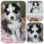Full Blooded Husky Puppies 8 thumbnail