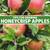 Full size HONEYCRISP APPLES TREES- 5 feet tall, 5 years old, $99 each 7 thumbnail