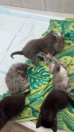 SWEET LOVING PLAYFUL KITTENS63853557701507121